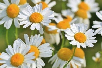 L’huile de camomille, qui produit un fort effet sédatif, est utile en traitant l'insomnie, ainsi que des douleurs en empêchant la libération de prostaglandines qui en contribuent à la sensation. 