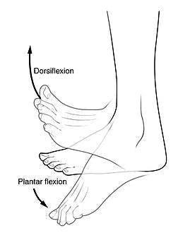 Un dessein du pied et de la cheville vous montre la dorsiflexion, qui est le mouvement affecté par le pied tombant, une maladie courante après un AVC.