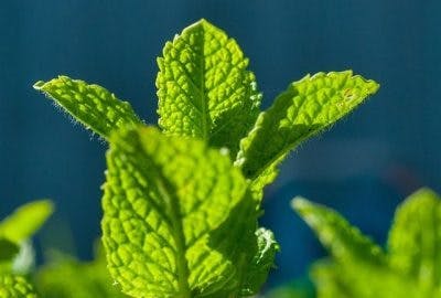 L’huile de la menthe poivrée peut aider à apaiser le vertige et la nausée, ainsi que stimuler le cerveau et activer la mémoire et la concentration.  De plus, elle est très rafraîchissante !