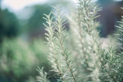 L’huile de romarin aide à stimuler le cerveau, réduire la léthargie, augmenter la clarté mentale, ainsi que réduire l'inflammation et amoindrir les raideurs qu'emporte la spasticité.
