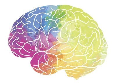 Une carte du cerveau en multicolor.